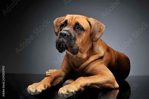 Puppy Cane Corso in gray background photo studio