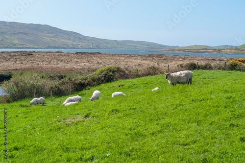 sheep in Connemara