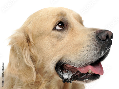 Sweet Golden Retriever in a white studio background holding ball in his mouth © kisscsanad
