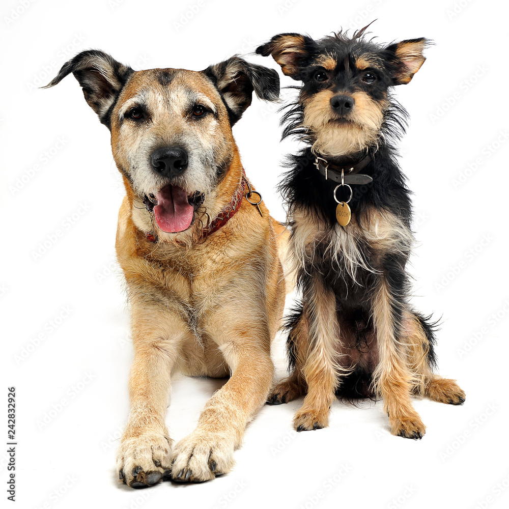 Two mixed breed funny dog in a white studio