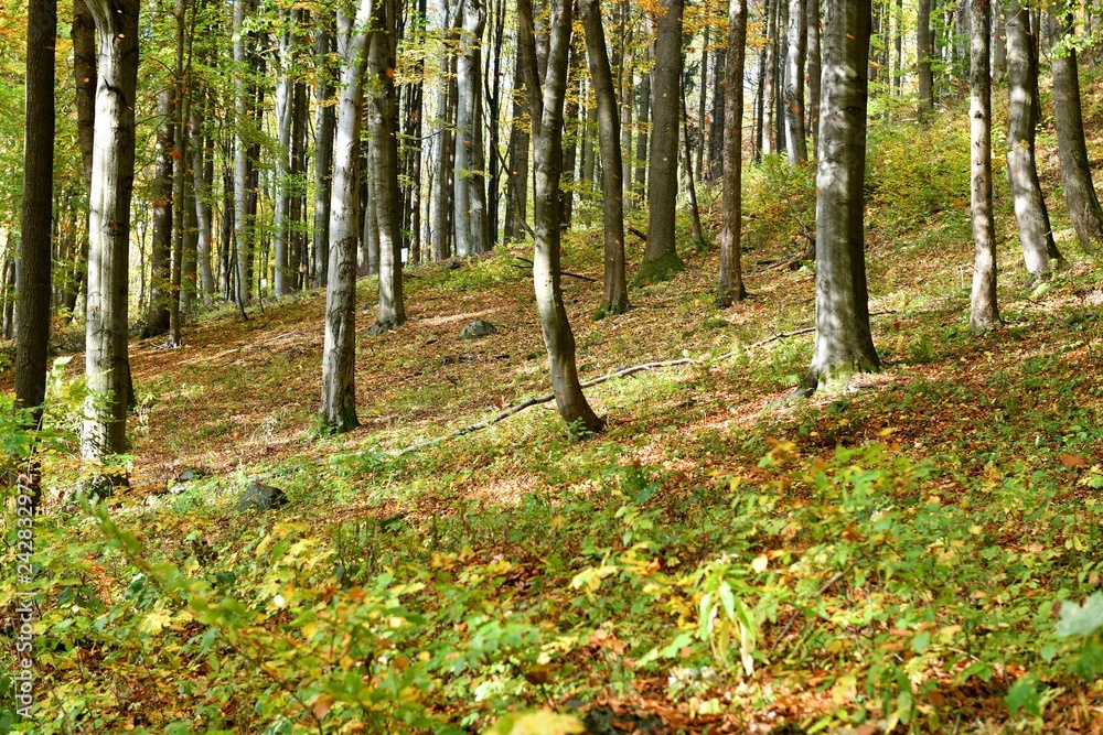 Autumn forest with leaves, stones and tall trees Autumn forest with leaves, stones and tall trees