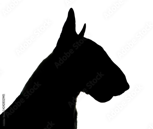 Bull terrier silhouette in a white photo studio