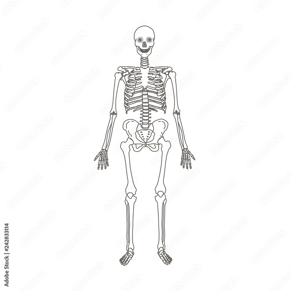 Human skeleton isolated flat vector illustration