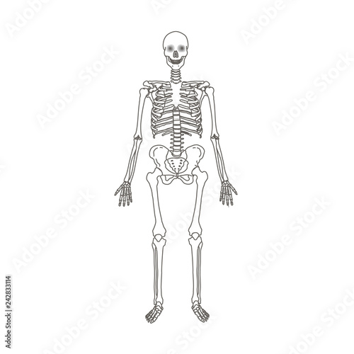 Human skeleton isolated flat vector illustration
