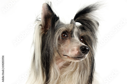 chinese crested dog portrait in a white studio