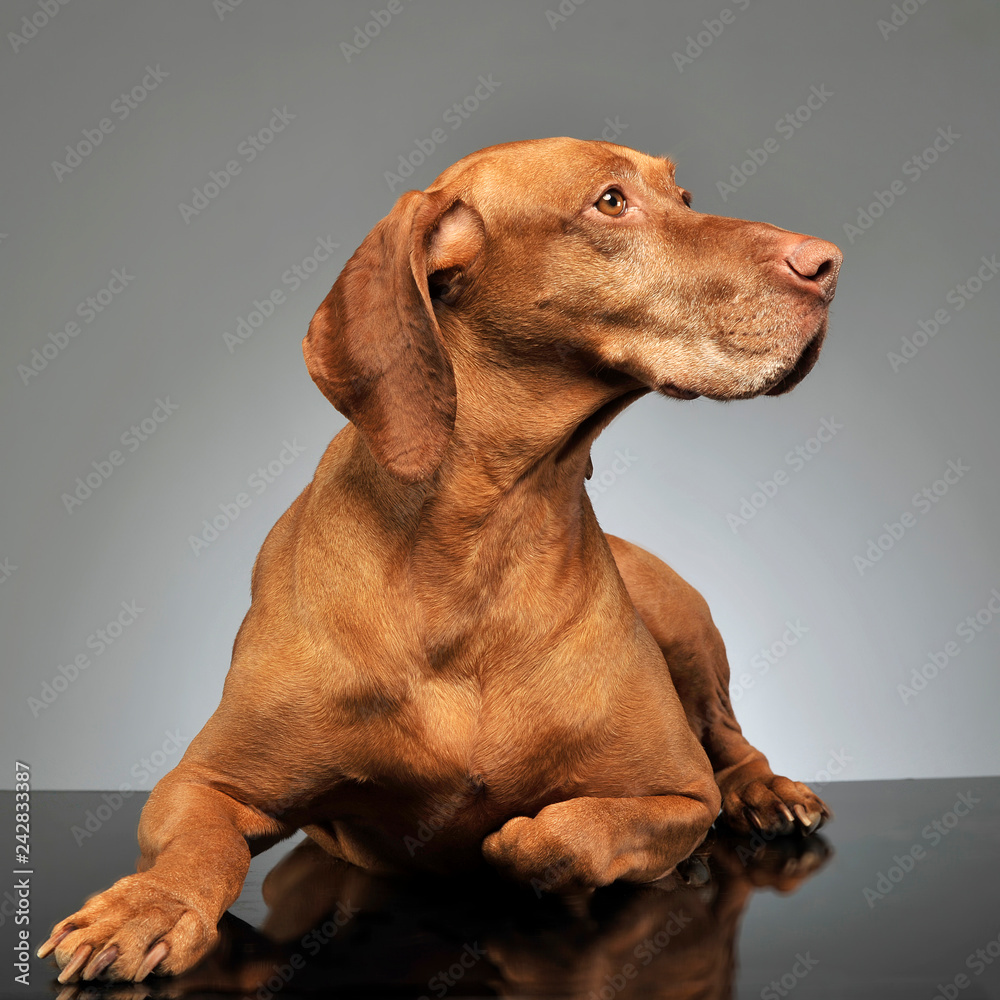 beautiful hungarian vizsla posing in photo studio beautiful hungarian vizsla posing in photo studio