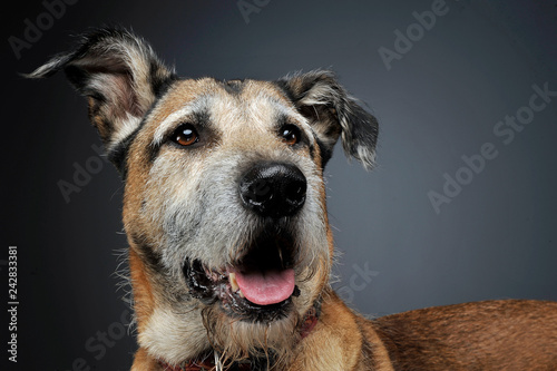 mixed breed wired hair dog portrait in studio © kisscsanad
