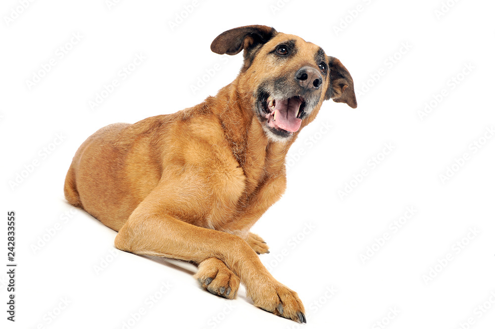 Mixed breed dog in a photo studio