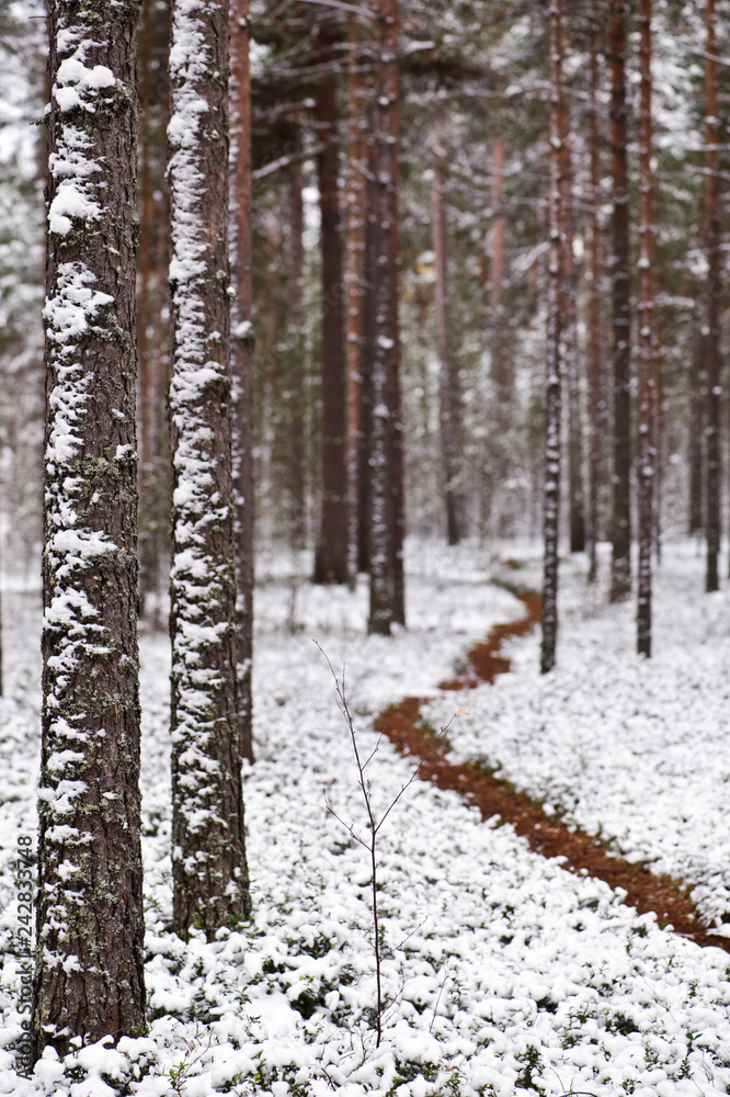 Newly fallen snow covering Scots pine (Pinus sylvestris) forest. Focus on foreground tree trunk.