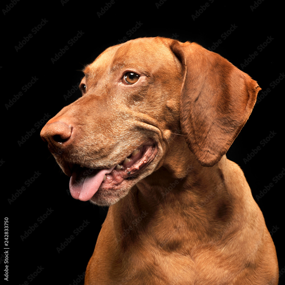 beautiful hungarian vizsla posing in photo studio beautiful hungarian vizsla posing in photo studio