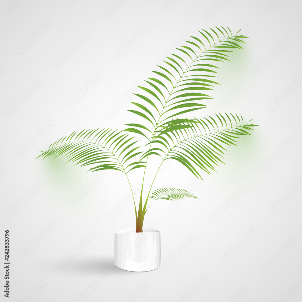 Plant on white background, vector Plant on white background, vector