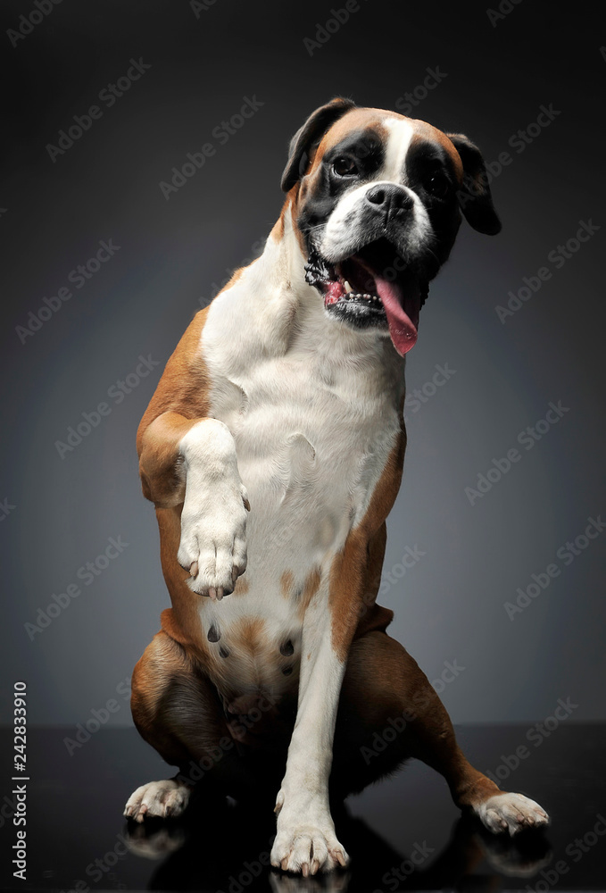 nice young boxer in the photo studio