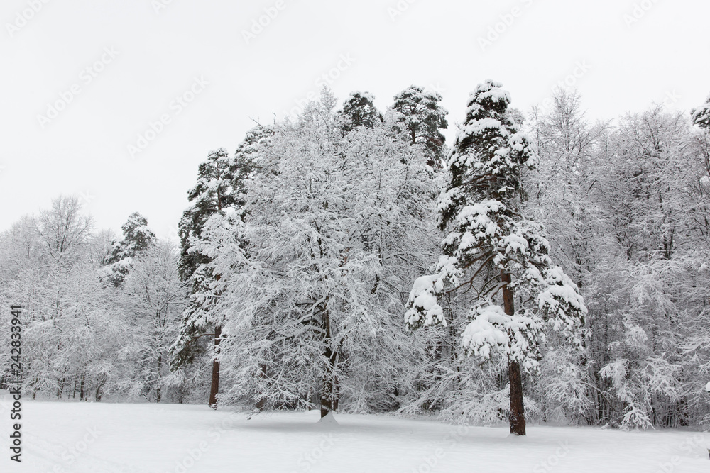 custom made wallpaper toronto digitalWinter in Russia with fresh white snow 