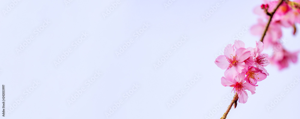 Beautiful cherry blossoms sakura tree bloom in spring over blue sky, copy space, close up. Beautiful cherry blossoms sakura tree bloom in spring over blue sky, copy space, close up.
