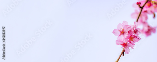 Photography Beautiful cherry blossoms sakura tree bloom in spring over blue sky, copy space, close up