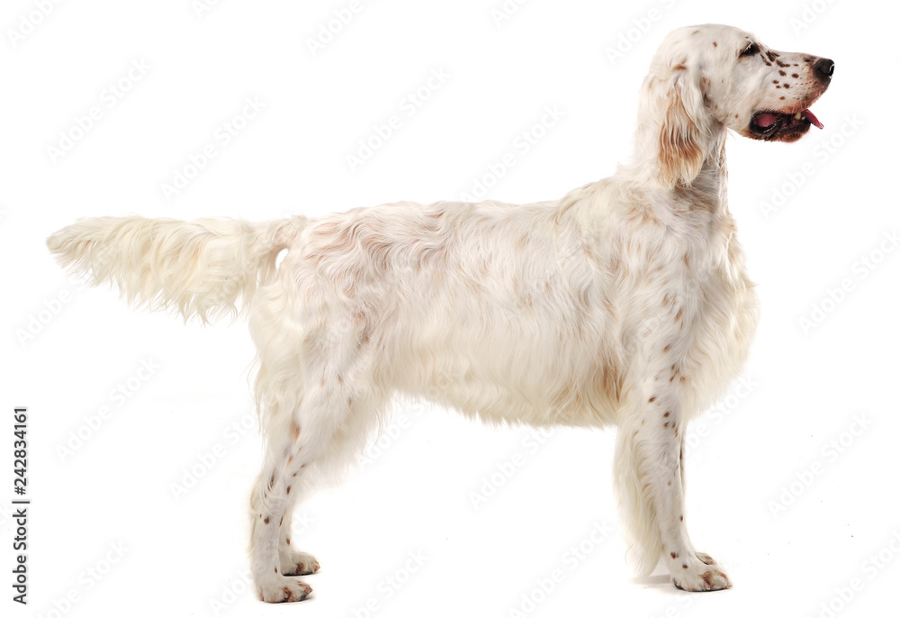 English setter standard in a white photo background