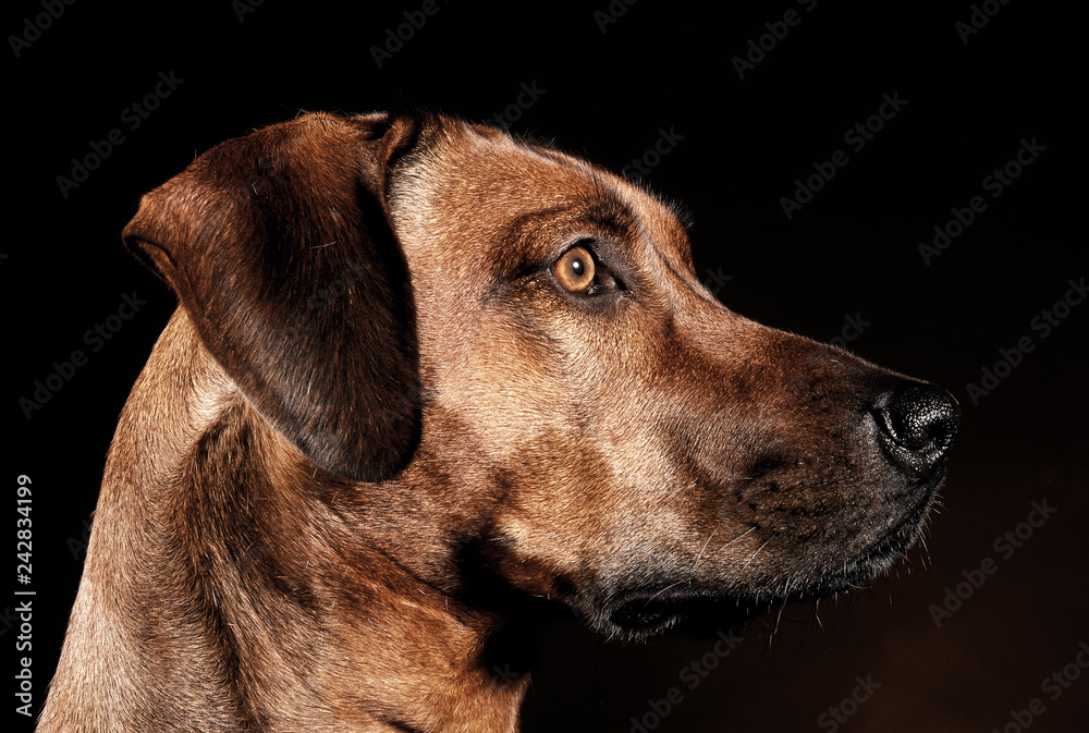 Beautiful rhodesian ridgeback in a dark photo studio Beautiful rhodesian ridgeback in a dark photo studio