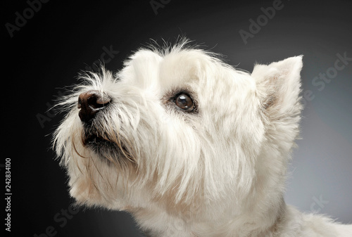 west highland white terrier portraits in studio