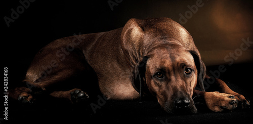 Beautiful rhodesian ridgeback in a dark photo studio