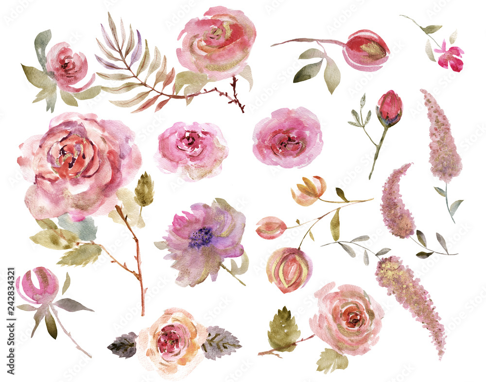 Watercolor roses on a white background. Watercolor flowers isolated