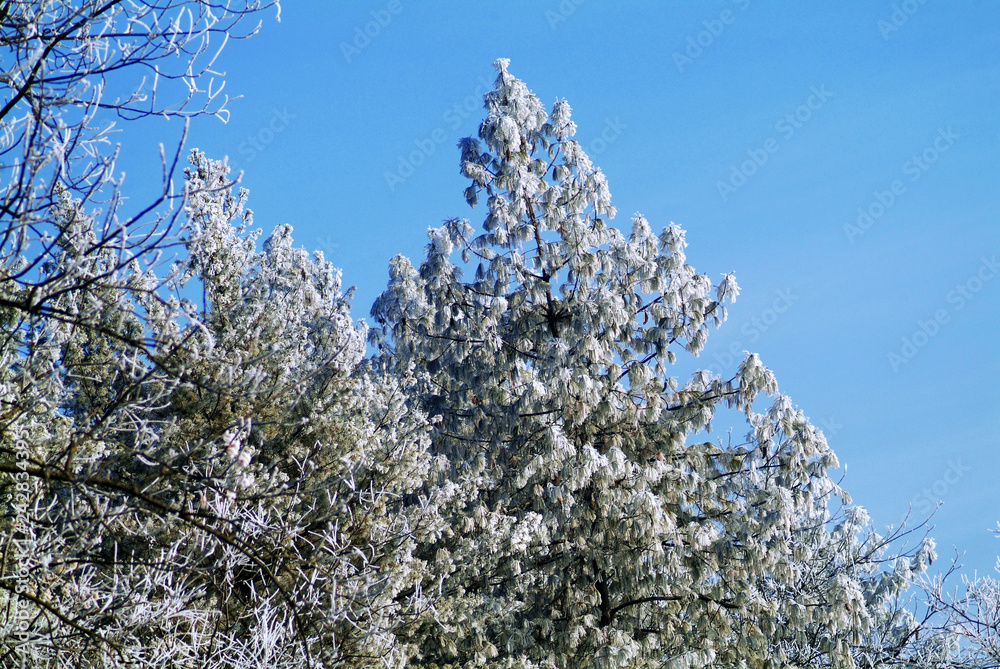 Frozen landscape in Piedmont in northern Italy, during winter. Frozen landscape in Piedmont in northern Italy, during winter.