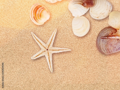 Seashell on sandy seacoast. Travel concept