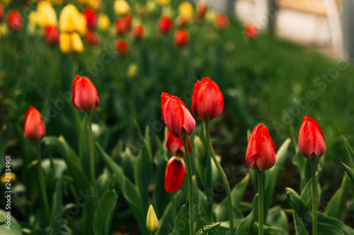 blooming vibrant tulips flowers field