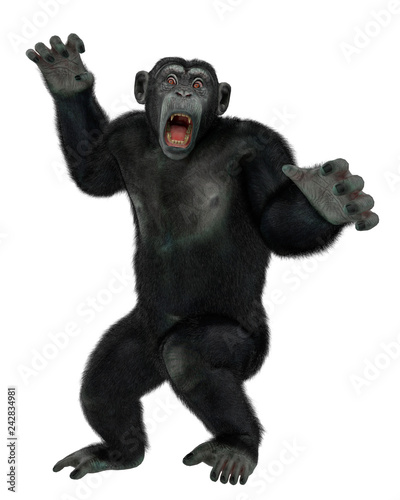 chimpanzee in a white background