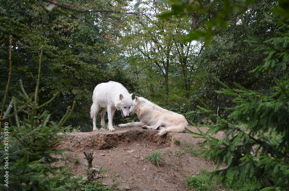 Majestic predatory Arctic wolves in the forest Majestic predatory Arctic wolves in the forest