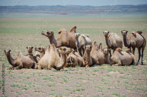 Herd of domestic Bactrian camels. Pack animal since ancient times. Tolerance for cold, drought, and high altitudes. Travel of caravans on the Silk Road. Nature and travel. Mongolia, Uvs Province