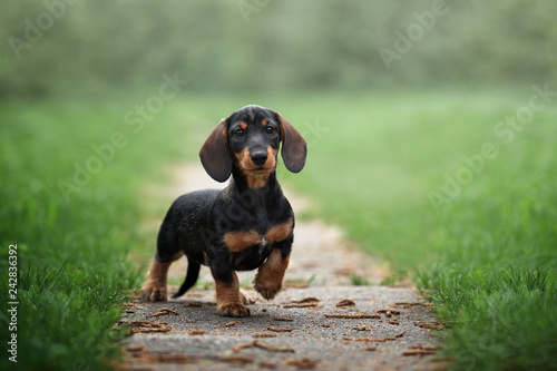 Cute dachshund puppy outdoors photo