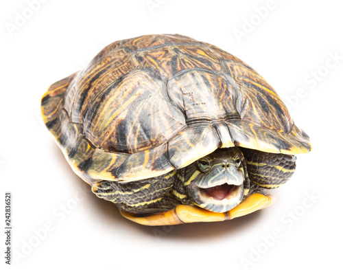 side view pet turtle red-eared slider or Trachemys scripta elegans on white