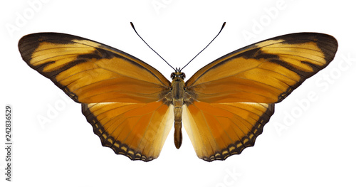 Butterfly Dryas iulia on a white background © als