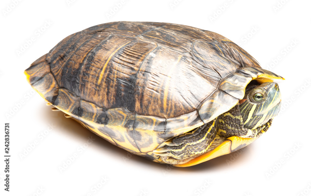 side view pet turtle red-eared slider or Trachemys scripta elegans on white side view pet turtle red-eared slider or Trachemys scripta elegans on white