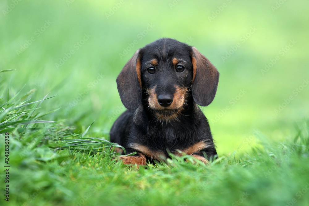 Cute dachshund puppy outdoors