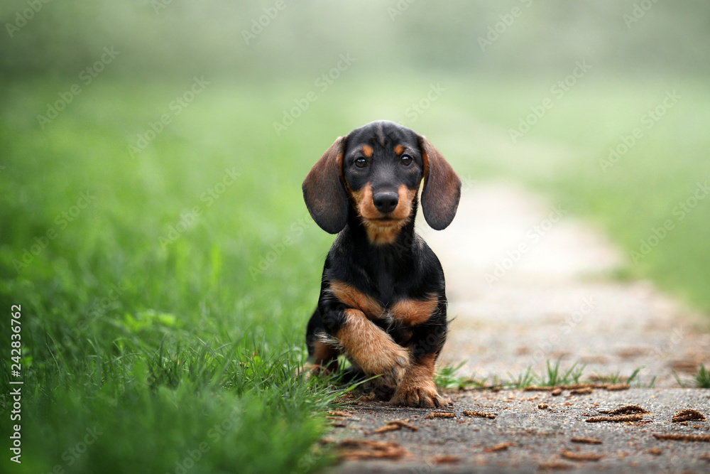 Cute dachshund puppy outdoors Cute dachshund puppy outdoors
