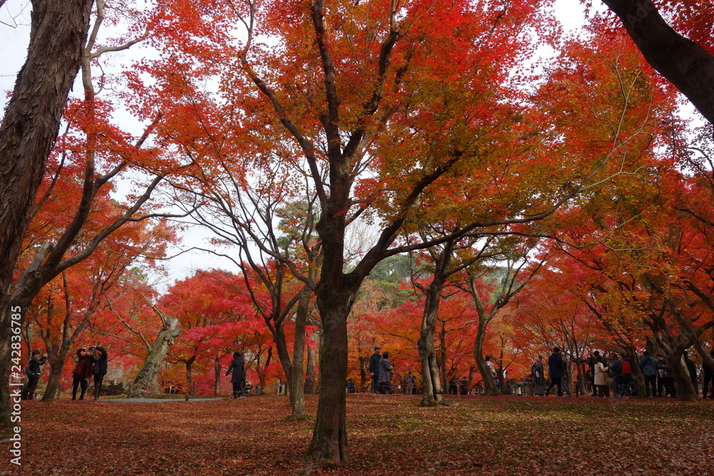 Naklejka premium 紅葉