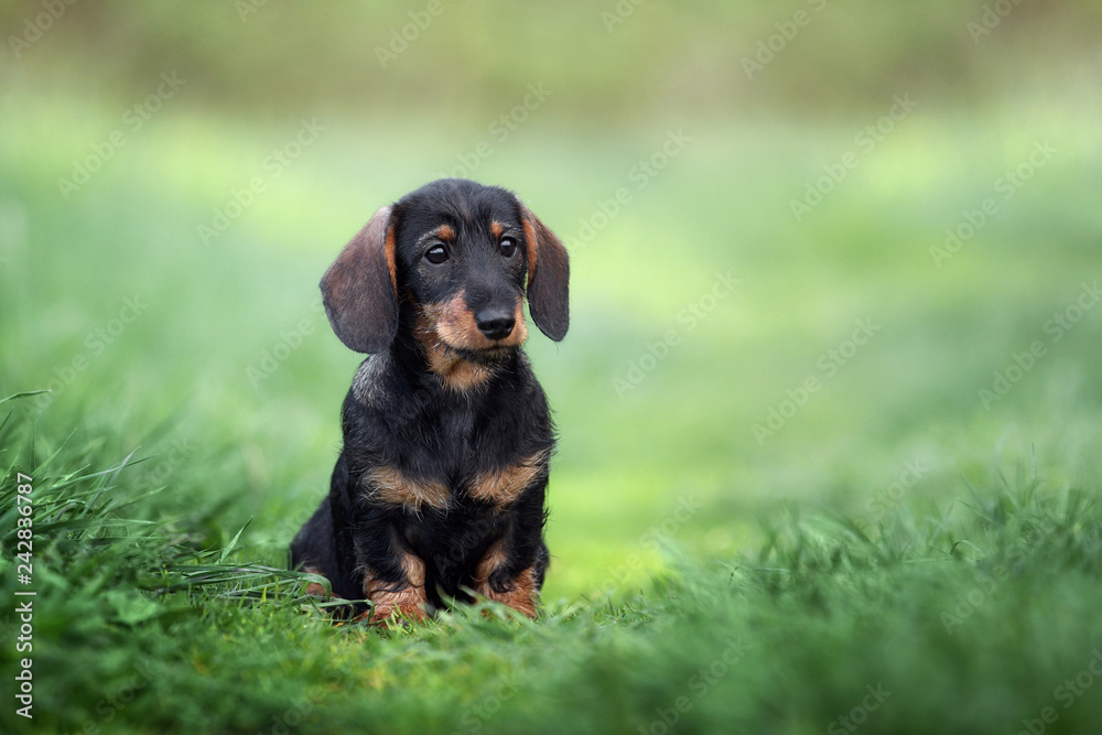 Cute dachshund puppy outdoors