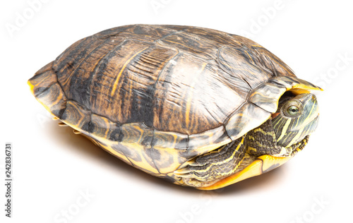 side view pet turtle red-eared slider or Trachemys scripta elegans on white