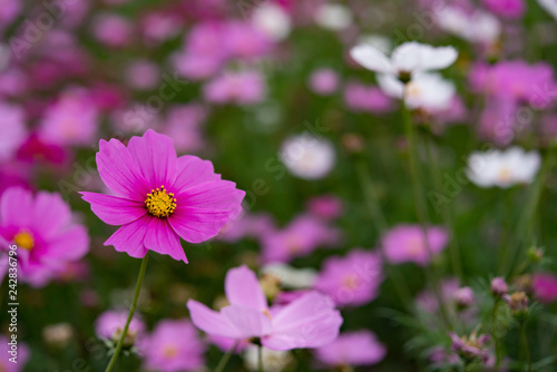 macro of beautiful daisy or Cosmos bipinnata Cav in the field © Freer