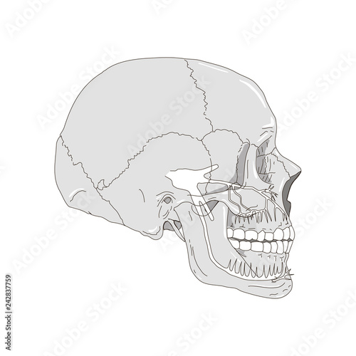 Skull illustration isolated flat anatomy image
