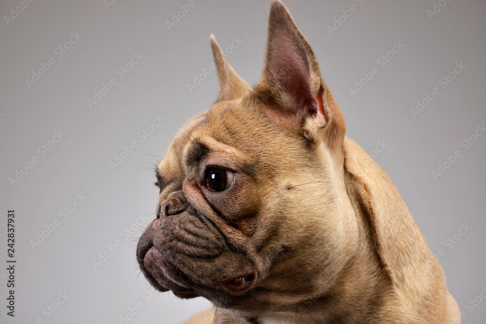 Portrait of an adorable French bulldog Portrait of an adorable French bulldog