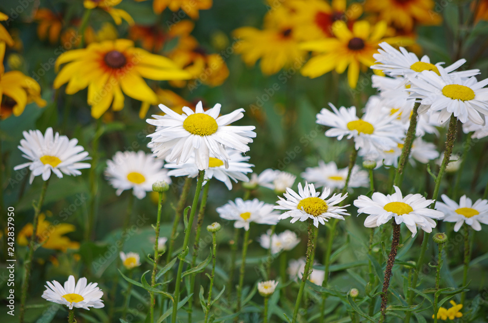 Fototapeta premium White daisies in flowerbed