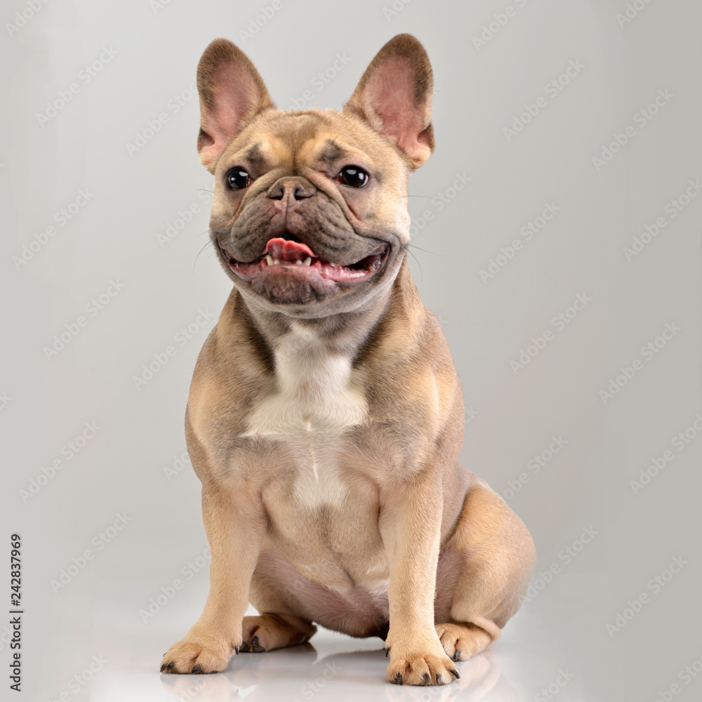 Studio shot of an adorable French bulldog