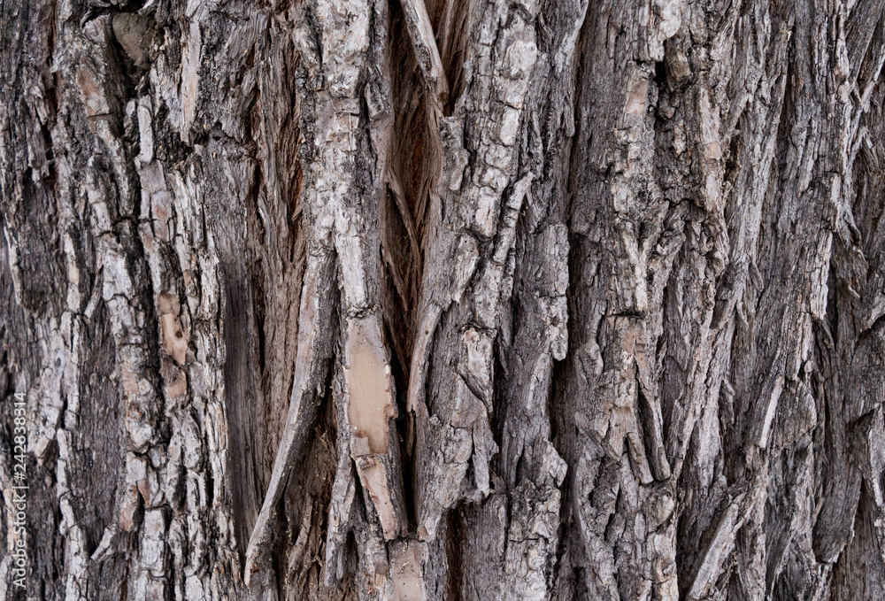 tree bark gray