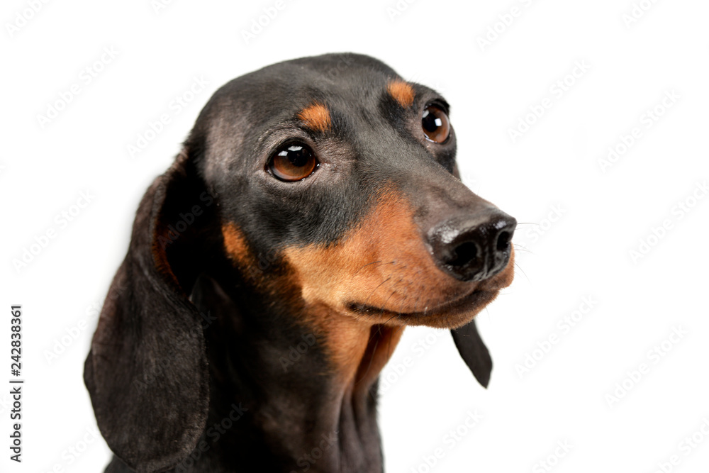 Portrait of an adorable Dachshund dog