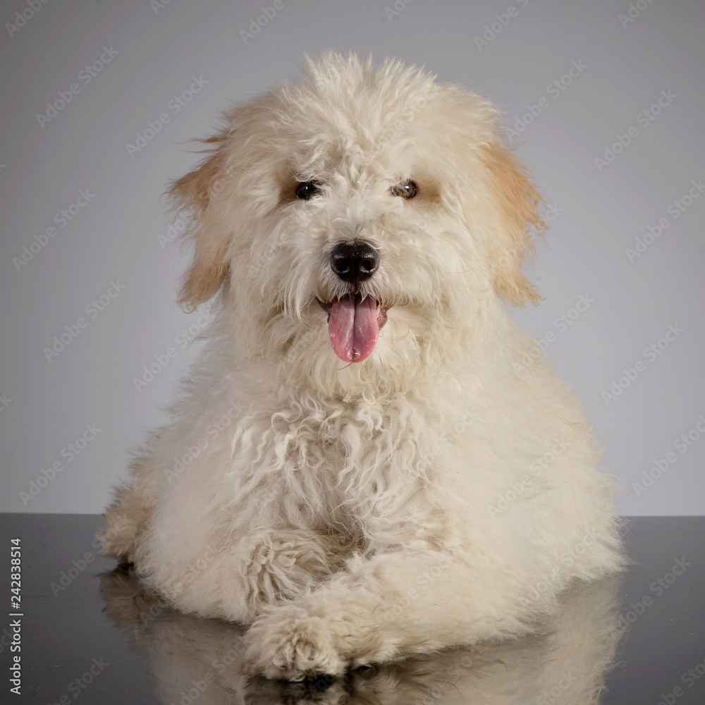 Studio shot of a cute Tibetan Terrier puppy Studio shot of a cute Tibetan Terrier puppy