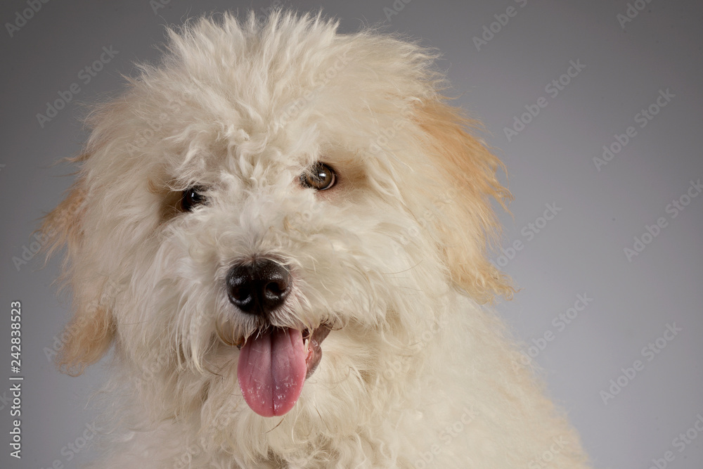 Portrait of a cute Tibetan Terrier puppy