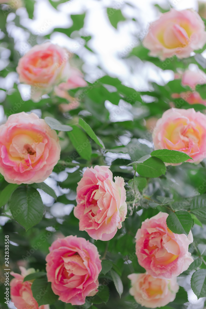 Beautiful pink roses in a summer garden. Beautiful pink roses in a summer garden.