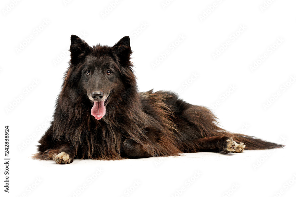 Fototapeta premium Studio shot of an adorable Belgian shepherd